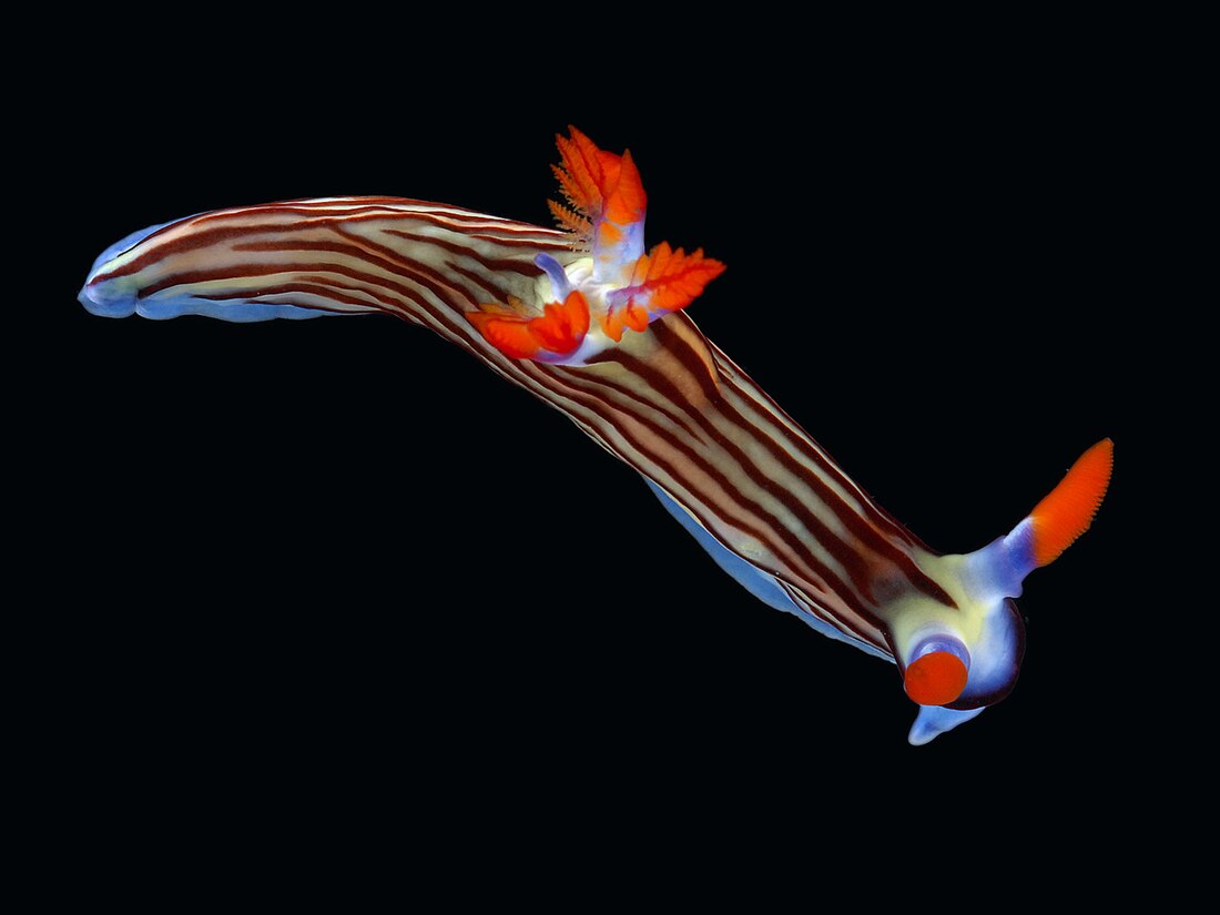 File:Nembrotha aurea B.jpg