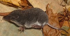 Vidusjūras ūdenscirslis (Neomys anomalus)