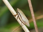 Neophilaenus lineatus – seitlich