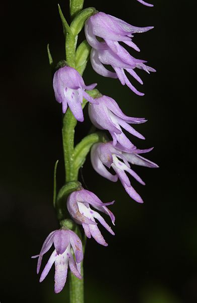 File:Neottianthe cucullata (flower s3).JPG