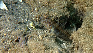 Orangespotted goby Species of fish