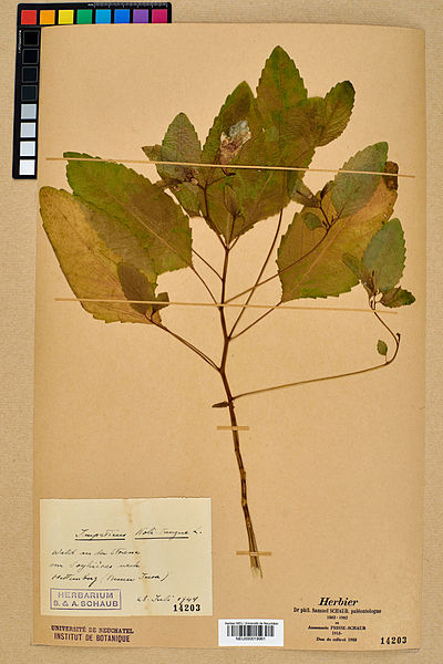 File:Neuchâtel Herbarium - Impatiens noli-tangere - NEU000019961.jpg