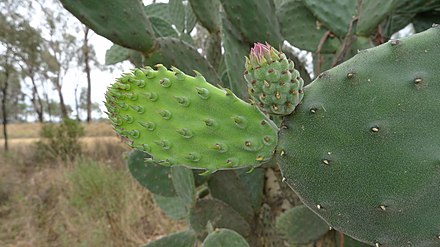 The so-called "fleshy leaves" of cacti, such as on this Opuntia tomentosa, are actually cladodes (branches). The true leaves are the spines growing on the cladodes, which on this young cladode are still fleshy.