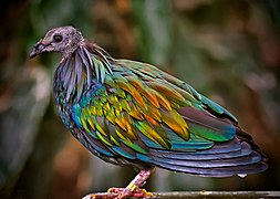 Nicobar Pigeon