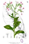 Nicotiana tabacum Blanco1.36.jpg