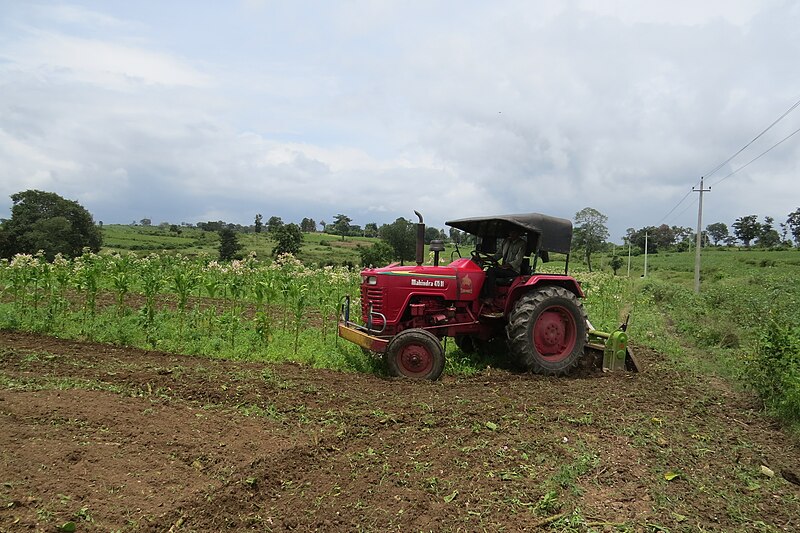 File:Nicotiana tabacum cultivation - at Beechanahalli 2014 (20).jpg