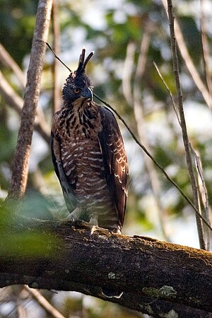 Nisaetus kelaarti (Thattekad, Kerala).jpg