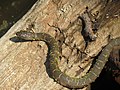 Thumbnail for File:Northern Water Snake (19667617323).jpg