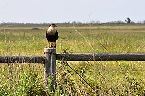 Northern crested caracara (Caracara cheriway), Colorado Co., Texas (24 May 2014)