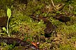 Shimoliy-g'arbiy salamander, Keyp-Meares NWR (5123549519) .jpg