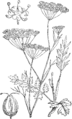 Navadni divji janež [sic!]. (Pimpinélla Saxifrága.) Illustration #349 in: Martin Cilenšek: Naše škodljive rastline, Celovec (1892)