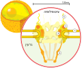 תמונה ממוזערת לגרסה מ־11:11, 25 בספטמבר 2009