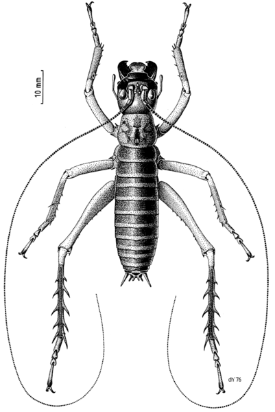 File:ORTH Anostostomidae Hemideina broughi m.png