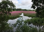 Oaks Bottom Wildlife Refuge