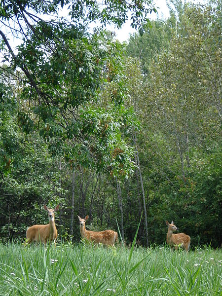 File:Odocoileus virginianus, Adult Female and Fawns 04.jpg