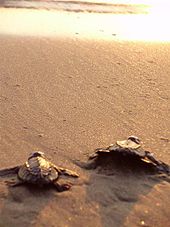 Lepidochelys olivacea