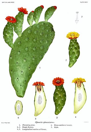 <i>Consolea</i> Genus of cacti