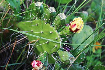 Opuntia ficus-indica flower, Rupani