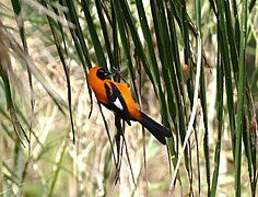 Orange-backed Troupial (Icterus croconotus) catching a cricket ... (31781845626).jpg