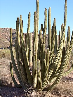 Organ pipe cactus.jpg