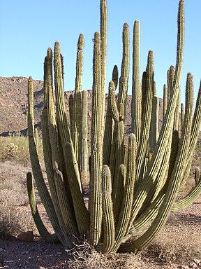 Orgelpfeifenkaktus (Stenocereus thurberi)