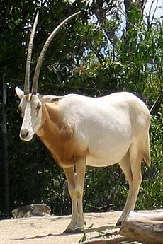 Oryx Dammah: Tassonomia ed etimologia, Genetica ed evoluzione, Descrizione