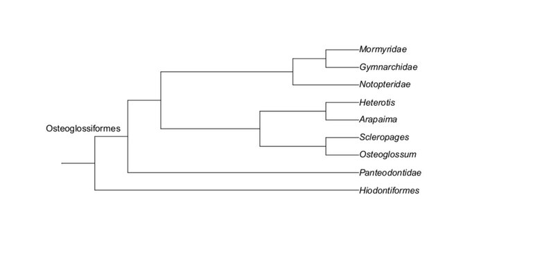 Phylogram showing the internal relationships of the clades that make up the order Osteoglosiformes, including: Mormyridae, Gymnarchidae, Notopteridae, Heterotis, Arapaima, Scleropages, Osteoglossum, and Panteodontidae