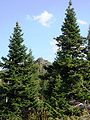 Trees in Ural Mts., Russia