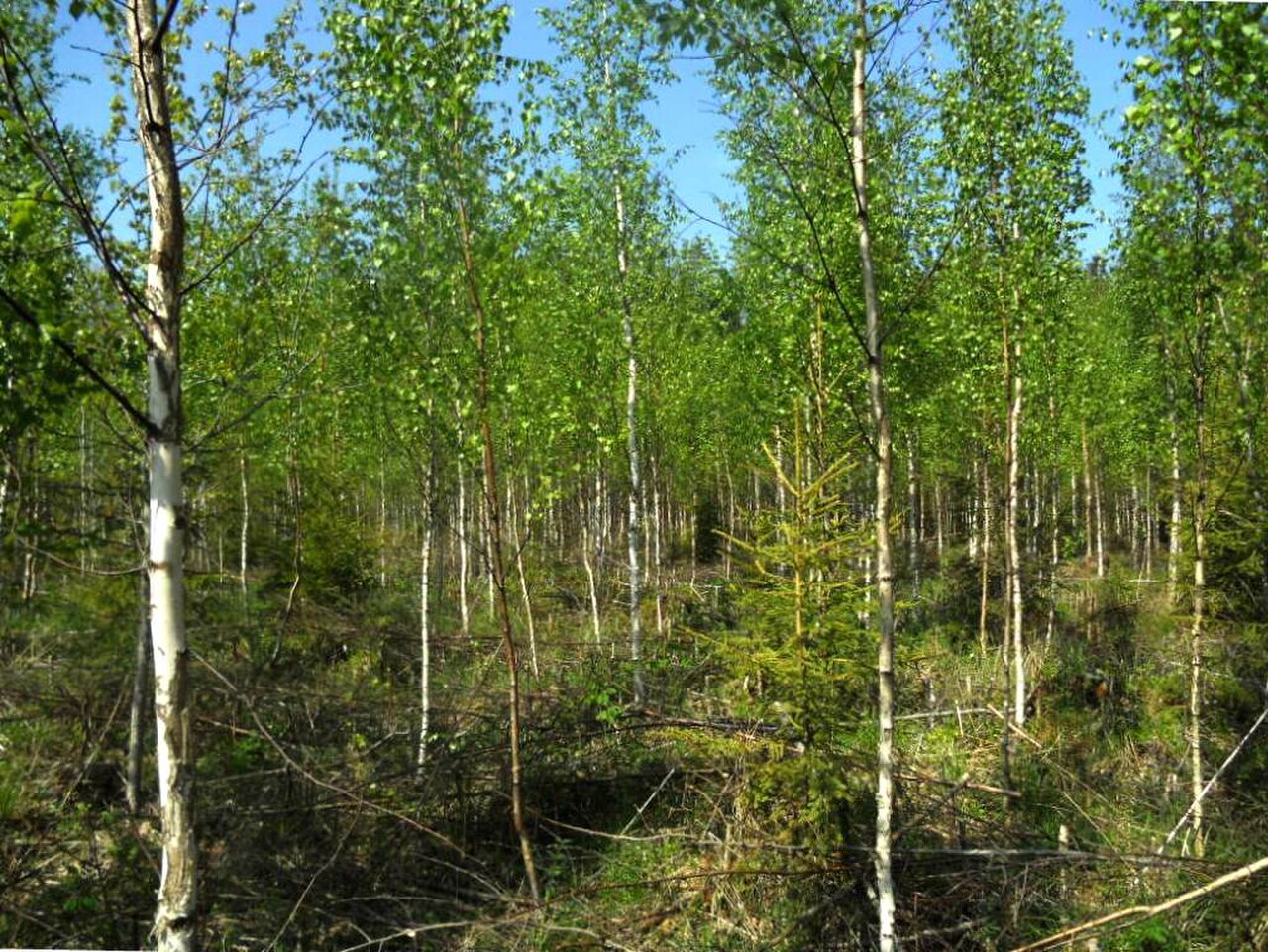 Рубки осветления в молодняках