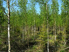 В Беларуси вступил в силу обновленный Лесной кодекс