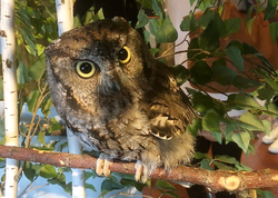 Otus kennicottii-2016-japan-02.png