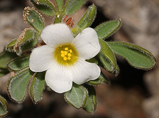 <i>Oxalis virginea</i> Species of plant