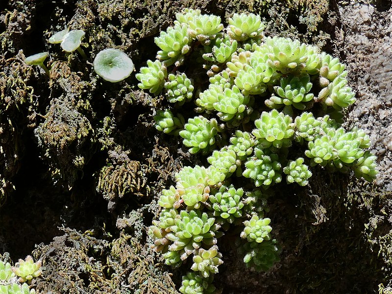 File:P1050004(4x3)sedum (26332816287).jpg