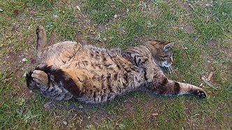 European house cat laying on the ground, bottom up taken in Germany. The relaxed cat Falko.