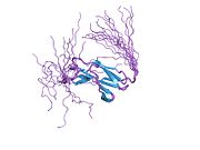 PDB 1x5h EBI.jpg