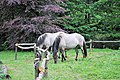 * Nomination Koniks (Polish primitive horses, Equus ferus caballus) in Bolestraszyce Arboretum --Kroton 20:03, 25 June 2016 (UTC)  Comment As with other images of animals on this page, this should include the taxa name. --Peulle 21:53, 25 June 2016 (UTC)}  Done --Kroton 10:02, 26 June 2016 (UTC) * Promotion  Comment OK. --Peulle 20:44, 26 June 2016 (UTC)