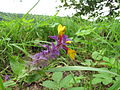 Čeština: Kvetoucí černýš hajní (Melampyrum nemorosum) u Bechyňského rybníka v přírodní památce Kařezské rybníky. Okres Rokycany, Česká republika. English: Flowering Melampyrum nemorosum by Bechyňský rybník in Kařezské rybníky natural monument, Rokycany District, Czech Republic.