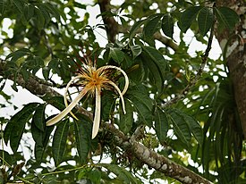 Пахира водная (Pachira aquatica)