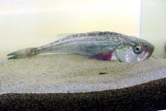 Forage fish - Wikipedia