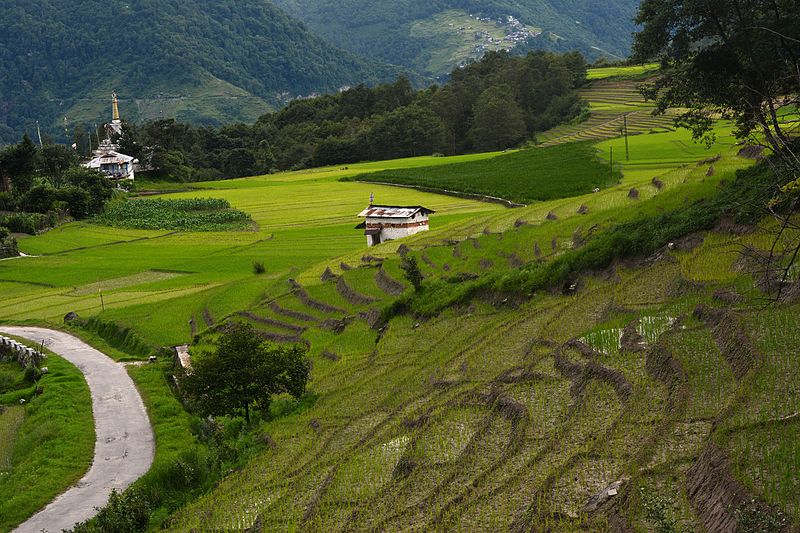 File:Paddy fields at Ziro, Arunachal Pradesh.jpg