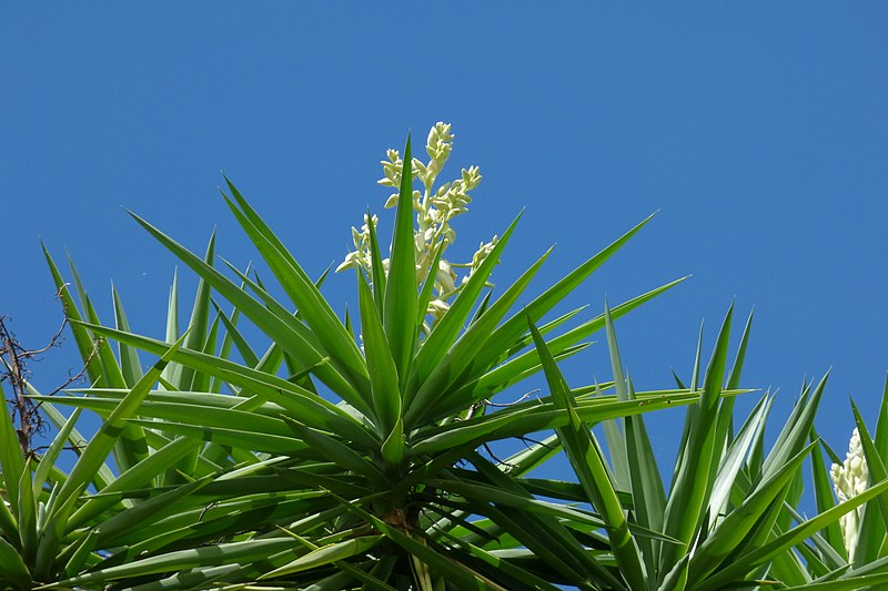 File:Palma yuca - Palmiche (Yucca guatemalensis, antes Y. elephantipes) (14704928243).jpg
