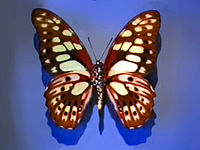 Papilionidae - Graphium cyrnus.JPG