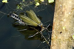 Parachiona picicornis adult emerging from aquatic pupa