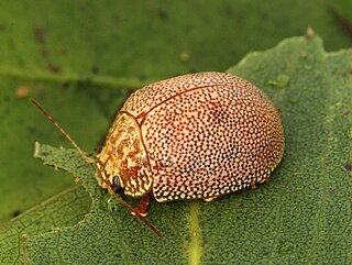 <i>Paropsis atomaria</i> Species of beetle