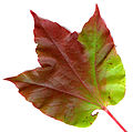 Parthenocissus tricuspidata