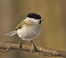 The marsh tit was once placed in the genus Parus, but has now been moved to the genus Poecile. Parus palustris02.jpg