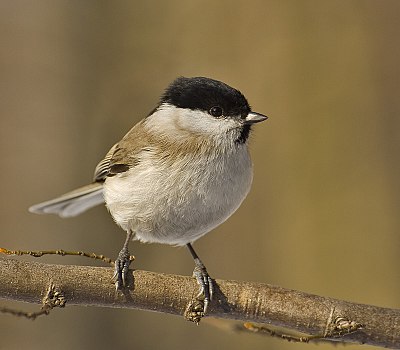 Foto van een Glanskop