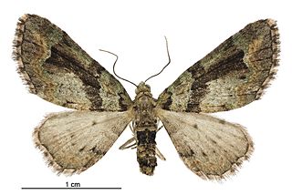 <i>Pasiphila suffusa</i> Species of moth