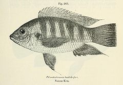 Description de l'image Pelmatochromis buettikoferi.jpg.