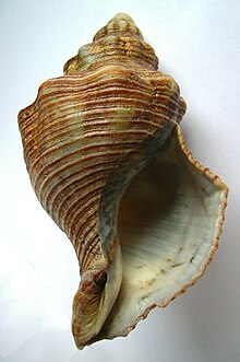 Penion sulcatus (Basis) .JPG